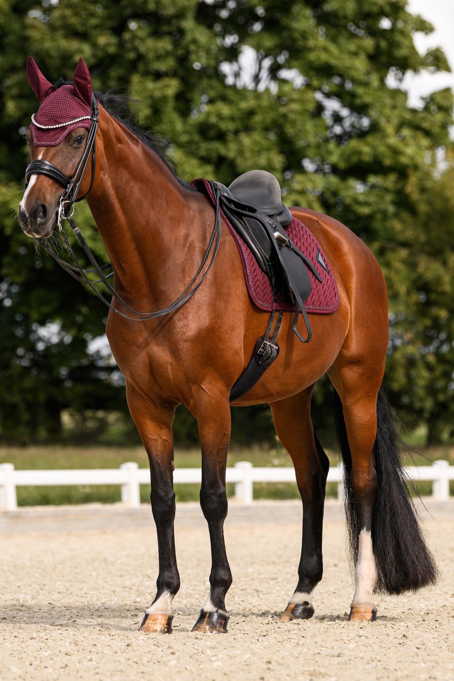Velvet Schabracke (Burgundy)